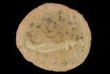 Fossil Shrimp (Peachocaris) Nodule - Illinois #142485-1